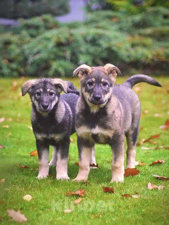 Собаки в Москве: Чудесные домашние щенки мальчик и девочки в добрые руки Девочка, 10 руб. - фото 3