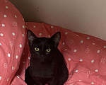 Кошки в Нижнем Новгороде: Котёнок в добрые руки Девочка, Бесплатно - фото 1