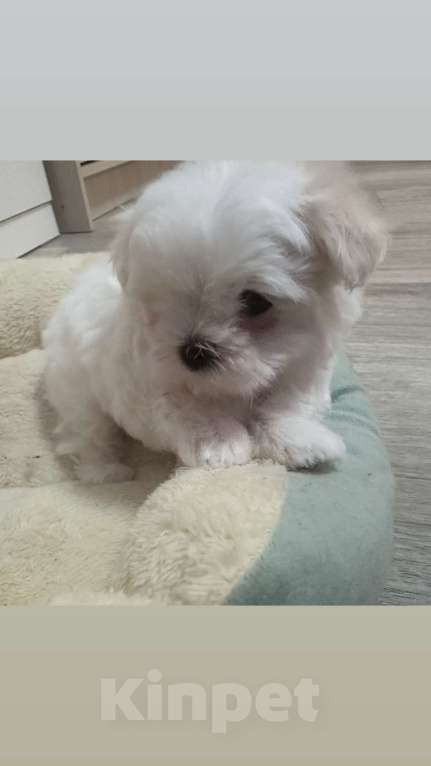 Собаки в Самаре: Жерсайд  Мальчик, 80 000 руб. - фото 1