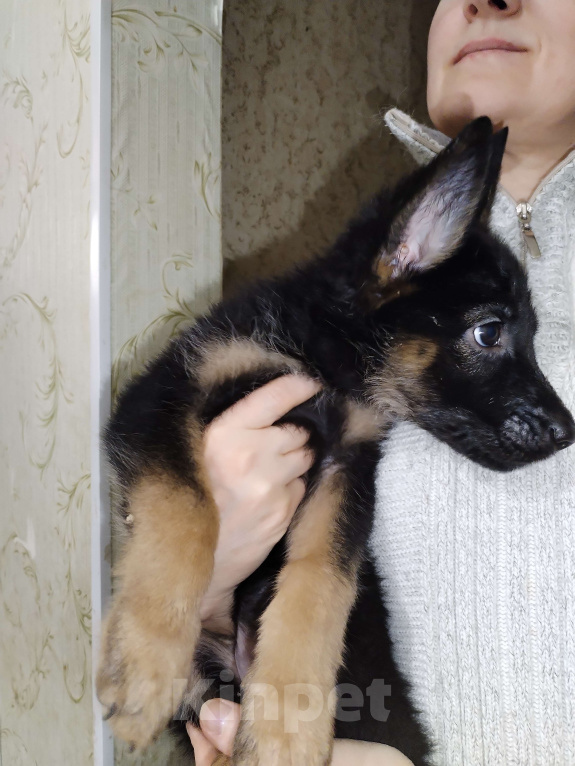 Собаки в других городах Калужской области: Щенок немецкой овчарки мальчик Мальчик, 40 000 руб. - фото 6