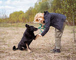 Собаки в Москве: Очень ласковая умная Сорбонна ищет дом Девочка, Бесплатно - фото 7