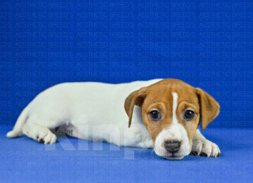 Собаки в Воронеже: Джек рассел Девочка, 40 000 руб. - фото 5