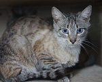 Кошки в Ливны: SOS Голубоглазый тайский котик Арамис в дар, Бесплатно - фото 2