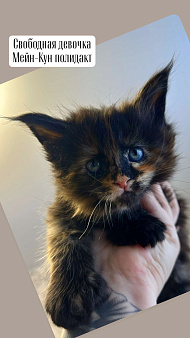 Мейн-Кун полидакт 