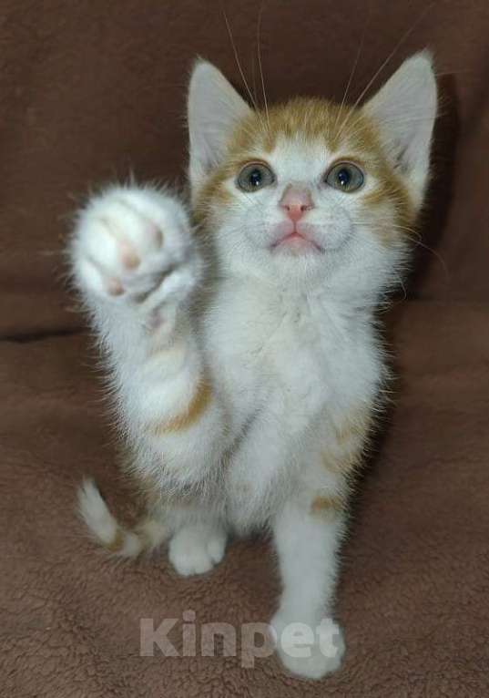 Кошки в Москве: Рыжие и серые котята 1,5 месяца в добрые руки Мальчик, 1 руб. - фото 2