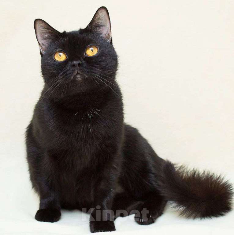 Кошки в Москве: Валиде, жертва человеческой жестокости Девочка, Бесплатно - фото 4