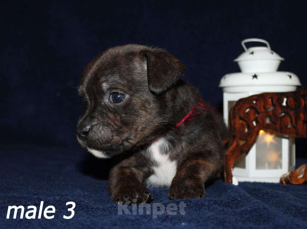 Собаки в Брянске: Стаффордширский бультерьер щенки Мальчик, 60 000 руб. - фото 6