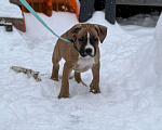 Собаки в Москве: Щенок американского стаффордширского терьера! Мальчик, 60 000 руб. - фото 2