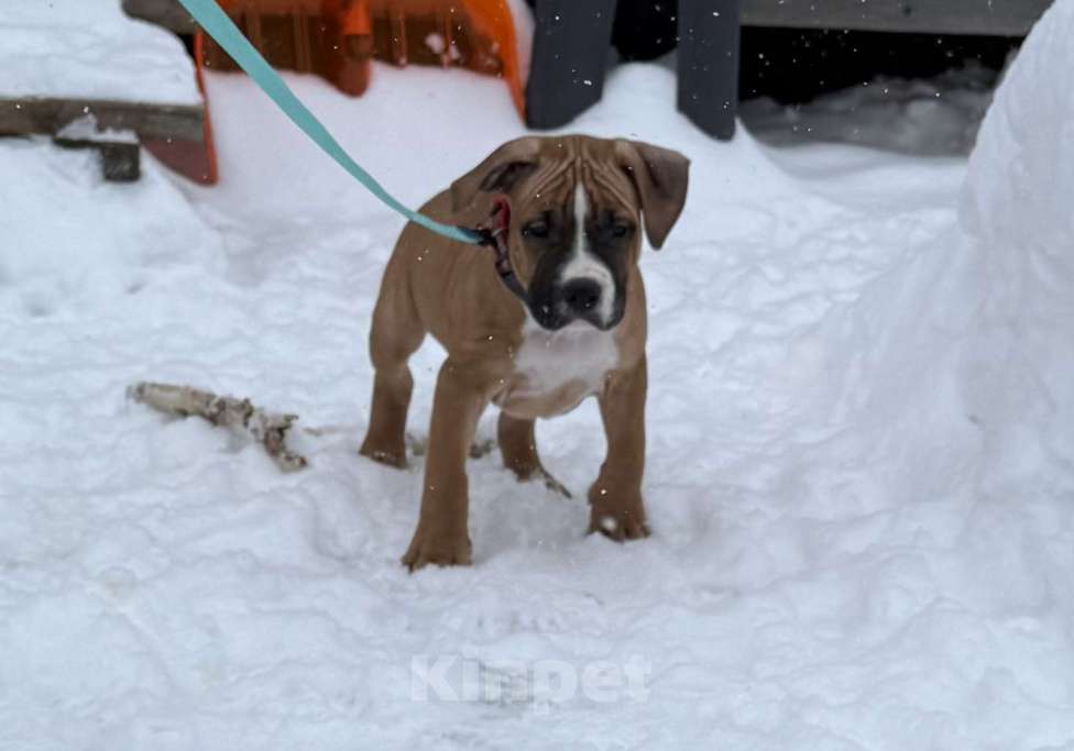 Собаки в Москве: Щенок американского стаффордширского терьера! Мальчик, 60 000 руб. - фото 2
