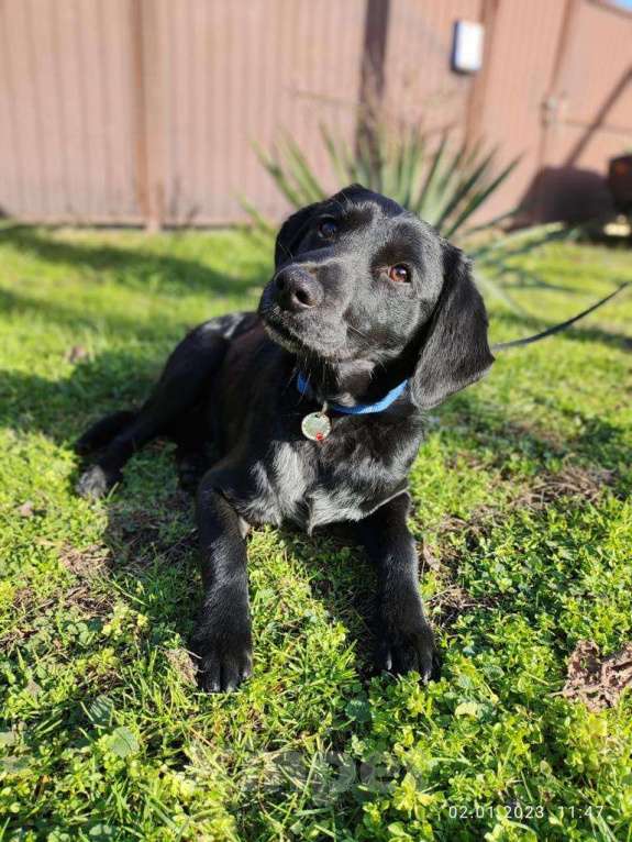 Собаки в Москве: КРАСАВЧИК  Мальчик, Бесплатно - фото 3