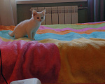 Кошки в Екатеринбурге: Котенок ищет дом. Девочка, Бесплатно - фото 7