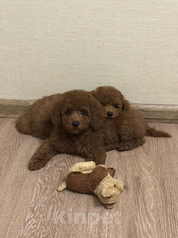 Собаки в Москве: той пудель мальчик (red brown) Мальчик, 70 000 руб. - фото 6