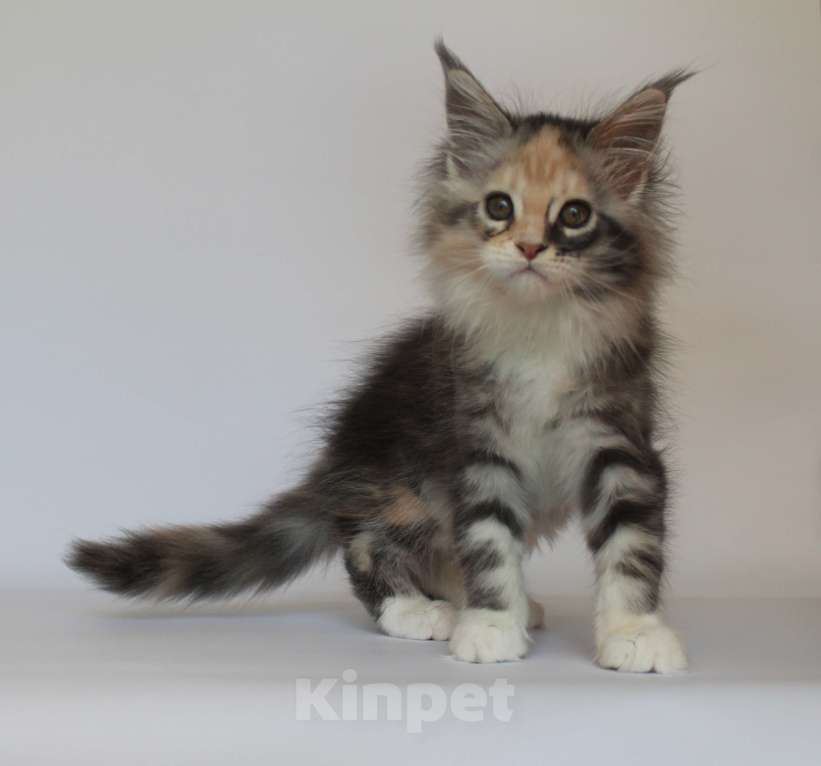 Кошки в Екатеринбурге: Деметра. Девочка. Мейн-кун Девочка, 35 000 руб. - фото 2