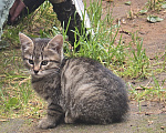 Кошки в других городах Ленинградской области: Котята 2,5 мес ищут дом, срочно! Им не выжить за городом! Разнополые, Бесплатно - фото 6