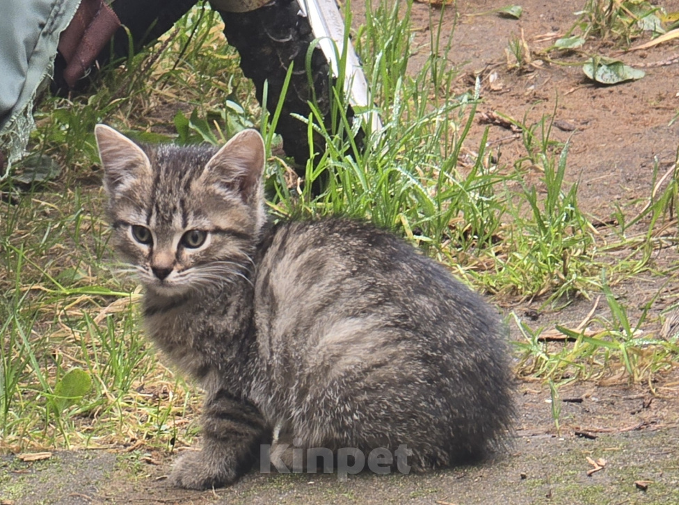Кошки в других городах Ленинградской области: Котята 2,5 мес ищут дом, срочно! Им не выжить за городом! Разнополые, Бесплатно - фото 6