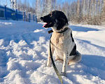 Собаки в Москве: Очень умная и благодарная собака Герда ищет семью! Девочка, Бесплатно - фото 4