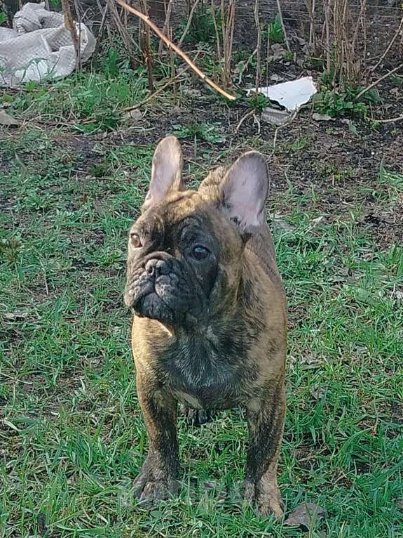 Собаки в других городах Московской области:  Французиуи Мальчик, 40 000 руб. - фото 2