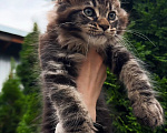 Кошки в Краснодаре: Котенок мейн кун Мальчик, 75 000 руб. - фото 7
