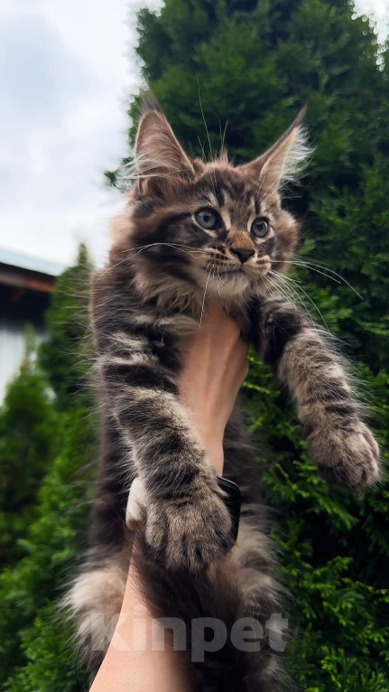 Кошки в Краснодаре: Котенок мейн кун Мальчик, 75 000 руб. - фото 7