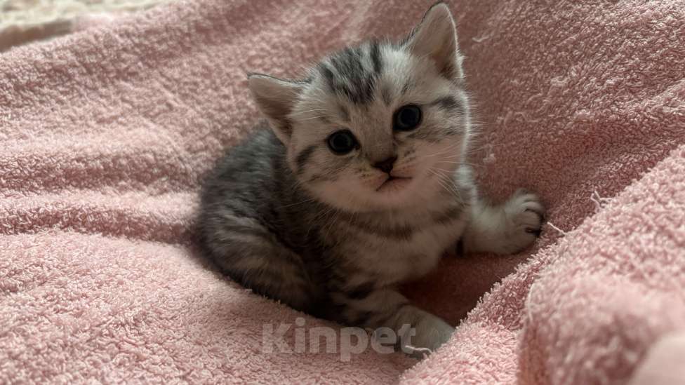 Кошки в Сургуте: Девочка ищет семью Девочка, 15 000 руб. - фото 1