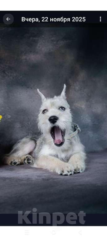 Собаки в Мытищах: Подрощенная девочка Девочка, 55 000 руб. - фото 5