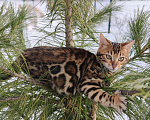 Кошки в Москве: Бенгальский котик Грей Мальчик, 50 000 руб. - фото 9