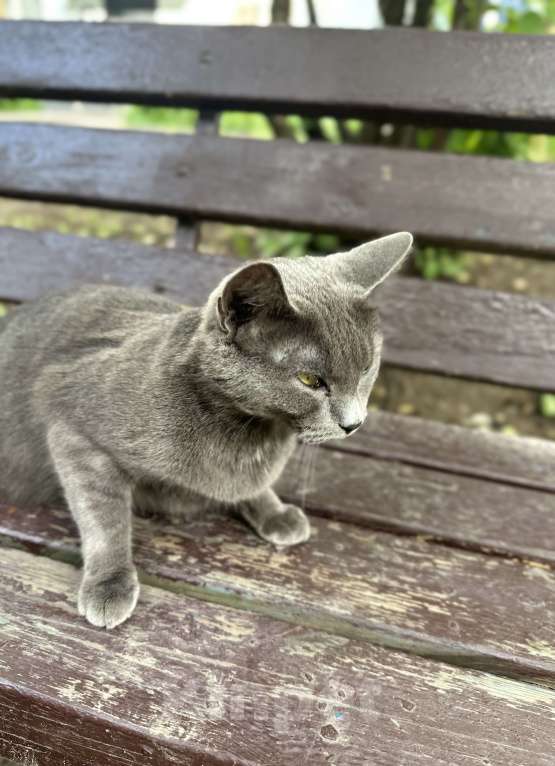 Кошки в Москве: Очаровательная молодая кошка ищет любящего хозяина  Девочка, 1 000 руб. - фото 2