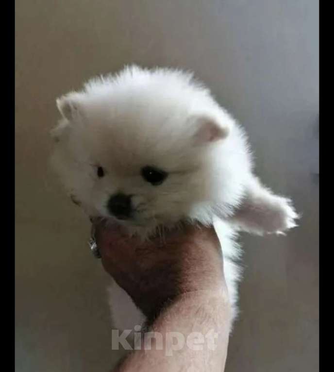 Собаки в Тамбове: Щенки шпица Разнополые, 25 000 руб. - фото 1