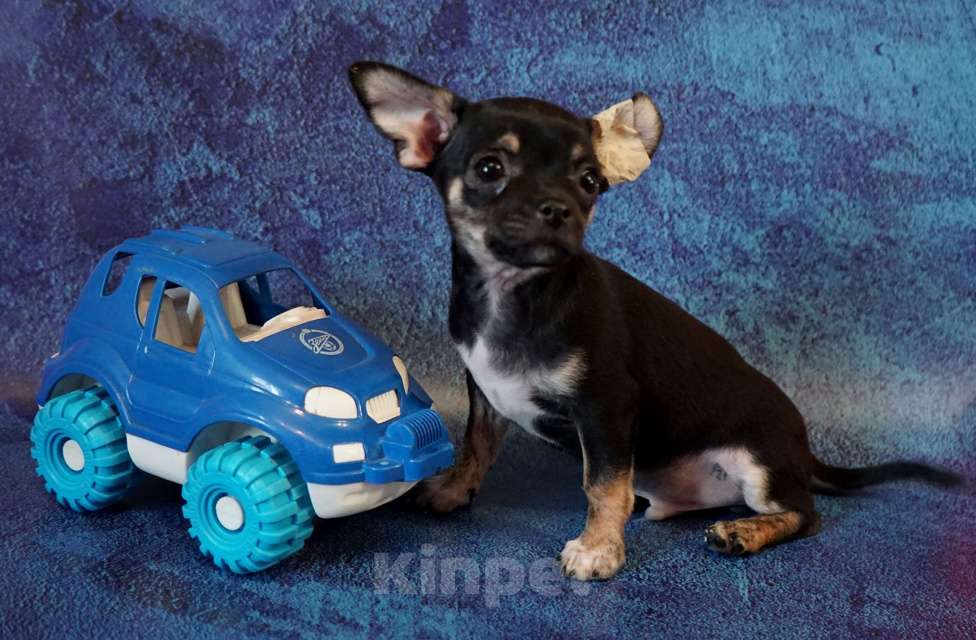 Собаки в Кудрово: Мальчик чихуахуа Мальчик, 40 000 руб. - фото 3