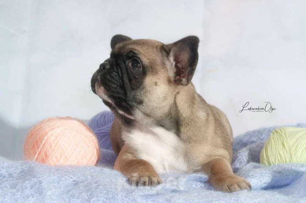 Собаки в Химках: Щенки французского бульдог РКФ Мальчик, Бесплатно - фото 5