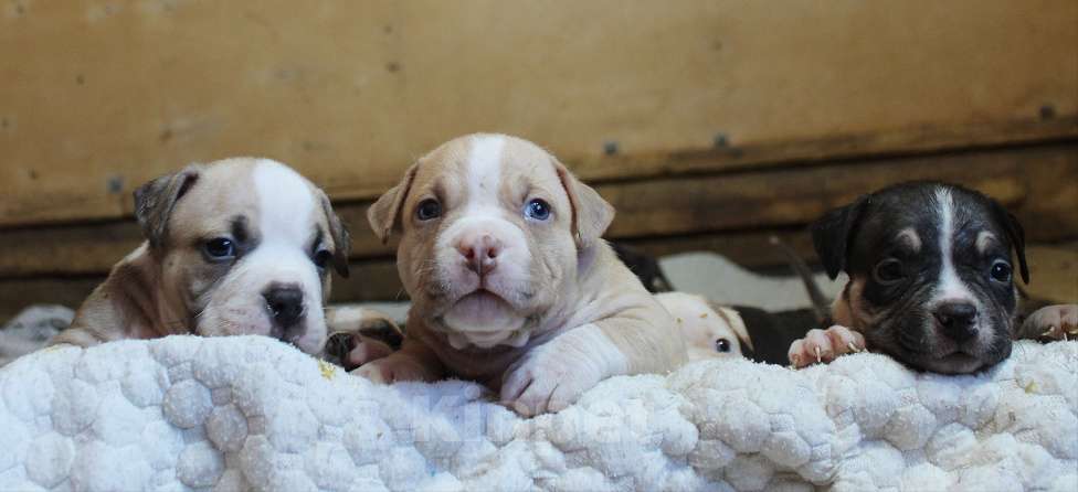 Собаки в Кирове: Мальчики и девочки американский булли Разнополые, 70 000 руб. - фото 8