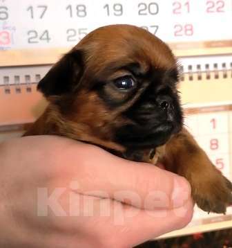 Собаки в Москве: рыжий мальчик пти брабансона Мальчик, 45 000 руб. - фото 2