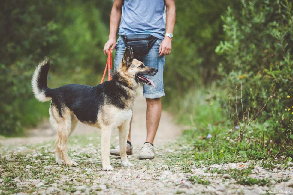 Собаки в Москве: Чара Девочка, Бесплатно - фото 6