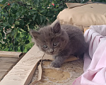 Кошки в Энгельс: Серая Девочка, Бесплатно - фото 2