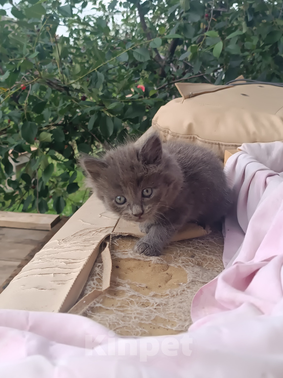 Кошки в Энгельс: Серая Девочка, Бесплатно - фото 2