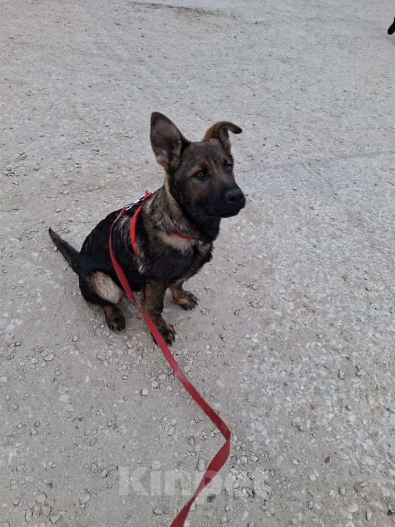 Собаки в других городах Крыма: Щенок немецкой овчарки Девочка, Бесплатно - фото 2