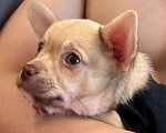Собаки в Москве: Чихуахуа, щенок 2 месяца  Мальчик, 20 000 руб. - фото 4