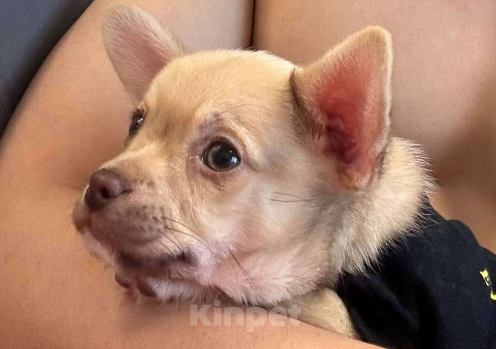 Собаки в Москве: Чихуахуа, щенок 2 месяца  Мальчик, 20 000 руб. - фото 4