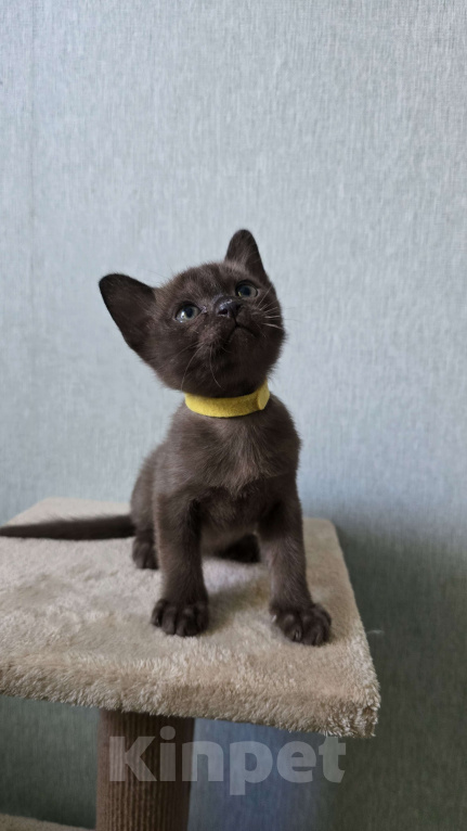 Кошки в Тюмени: Европейские бурманские котята Разнополые, 25 000 руб. - фото 4