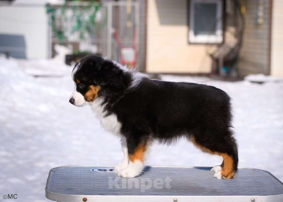 Собаки в других городах Московской области: Продается девочка миниаусси Девочка, 60 000 руб. - фото 2