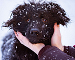 Собаки в Москве: Милый домовёнок ищет свою семью Мальчик, Бесплатно - фото 7