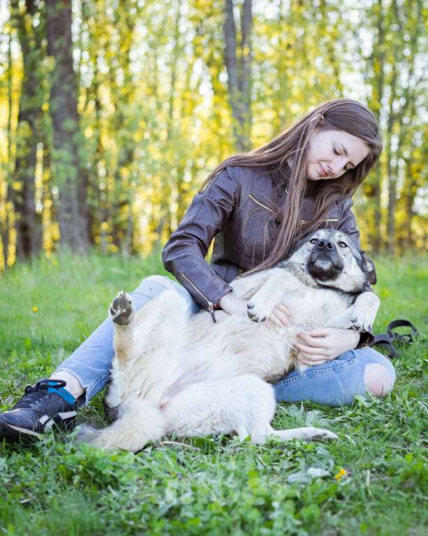 Собаки в Москве: Соня - Самая преданная собака для своего человека Девочка, Бесплатно - фото 6