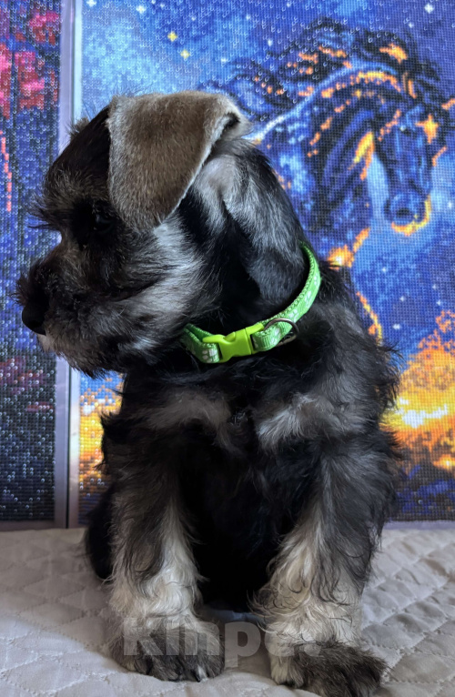 Собаки в Таганроге: Пенни Девочка, 45 000 руб. - фото 3