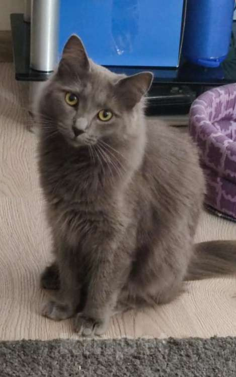 Кошки в других городах Московской области: Кошка Стефания в добрые руки Девочка, Бесплатно - фото 3