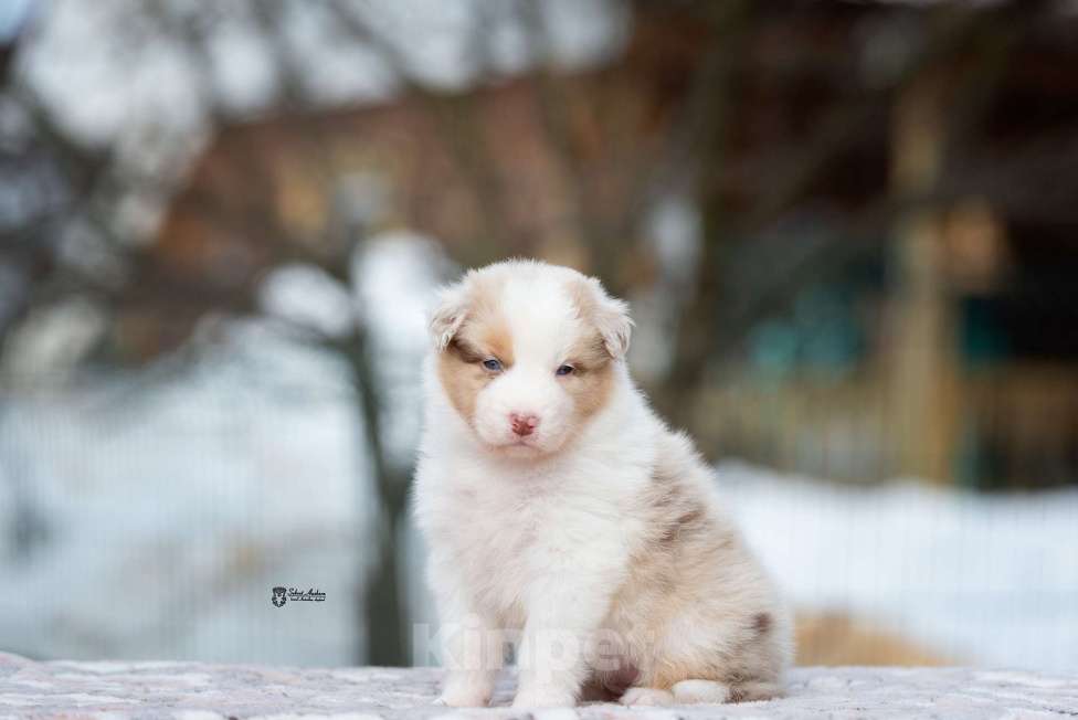 Собаки в Москве: Австралийская овчарка, аусси Девочка, 150 000 руб. - фото 8