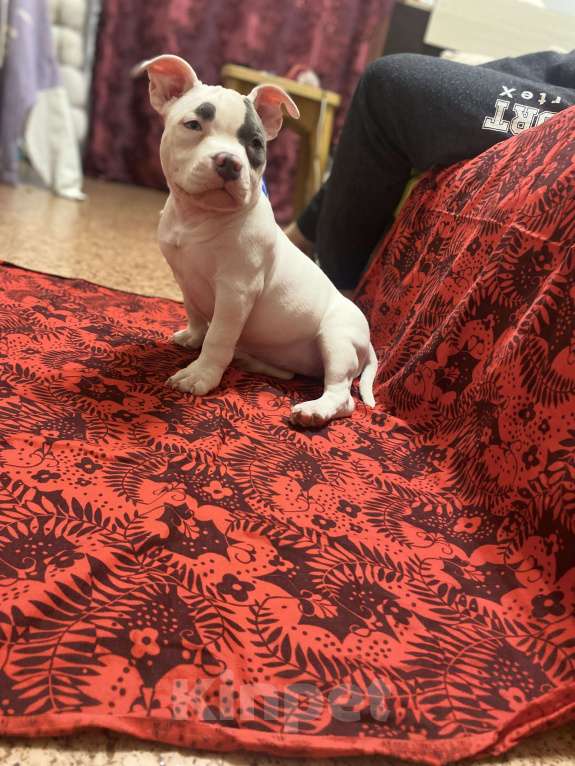 Собаки в Санкт-Петербурге: Булли Девочка, 120 000 руб. - фото 4