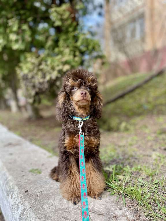 Собаки в Калуге: Пудель фантом Мальчик, 100 000 руб. - фото 1