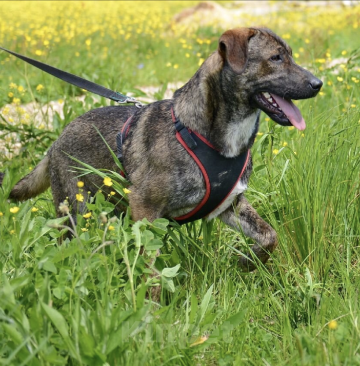 Собаки в Москве: Клуни Мальчик, Бесплатно - фото 2