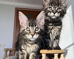 Кошки в Сочи: Котёнок Мейн кун из питомника Девочка, 50 000 руб. - фото 1