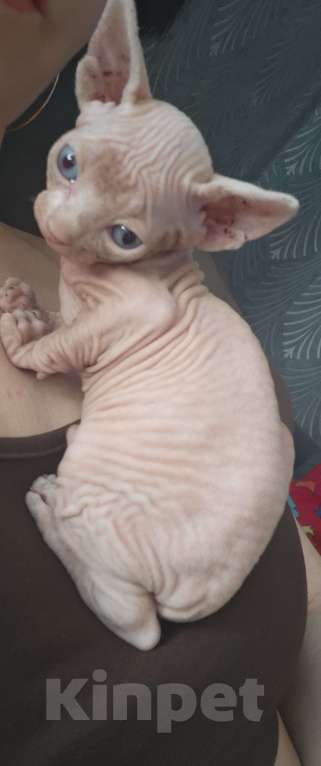 Кошки в Люберцах: Котята канадских сфинксов Мальчик, 5 000 руб. - фото 2